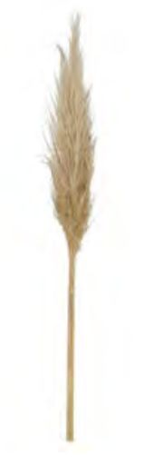 Folhagem Capim Dos Pampas C/3 Hastes Desidratado Natural  70cm