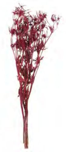 Folhagem Eryngium Desidratado Vermelho Vinho 40cm