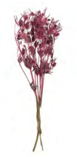 Folhagem Eryngium Desidratado Rosinha Claro 40cm