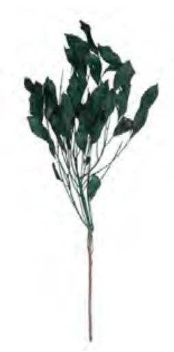 Folhagem Carne De Vaca Desidratado Verde Escuro 60cm