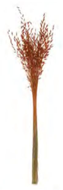 Folhagem Capim Brinco Desidratado Laranja Outonado 80cm