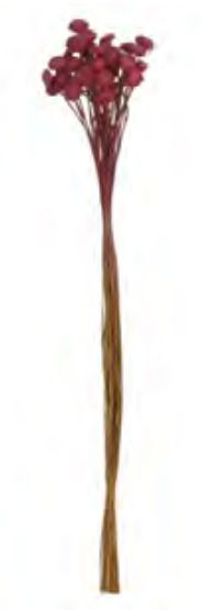 Folhagem Botão Dourado Desidratado Vermelho Vinho 60cm