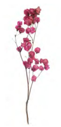 Folhagem Bougainville C/40 Botões Desidratado Natural Rosa 50cm