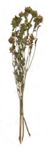 Folhagem Flor Desidratada Natural 80cm