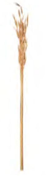 Folhagem Trigo Nativo C/5 Hastes Desidratado Natural 70cm