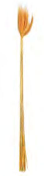 Folhagem Trigo C/20 Hastes Desidratado Laranja 65cm