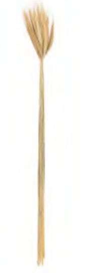 Folhagem Trigo C/20 Hastes Desidratado Alvejado 65cm