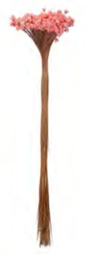 Folhagem Sempre Viva Desidratado Salmon 40cm