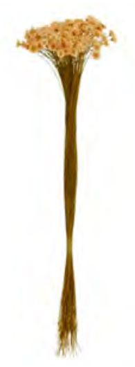 Folhagem Sempre Viva Desidratado Pessego 40cm