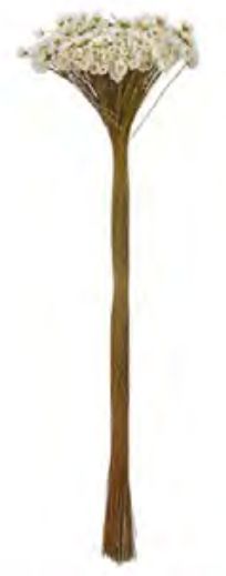 Folhagem Sempre Viva Desidratado Natural 40cm