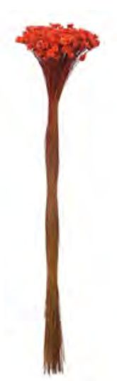 Folhagem Sempre Viva Desidratado Laranja Escuro 40cm