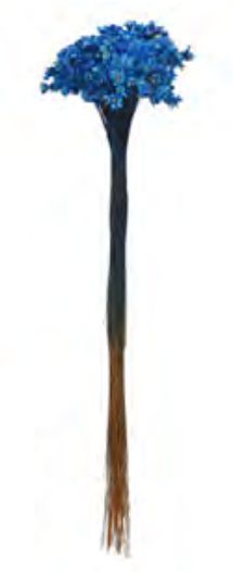 Folhagem Sempre Viva Desidratrado Azul Ecuro 40cm