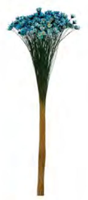 Folhagem Sempre Viva Desidratado Azul Claro 34cm