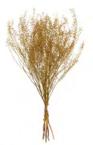 Folhagem Sementinha Desidratado Amarelo Dourado 40cm