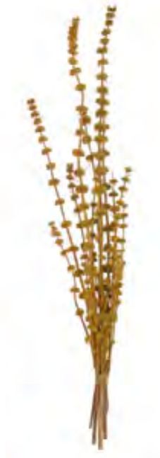 Folhagem Rubi Desidratado C/10 Hastes Amarelo Dourado 60cm