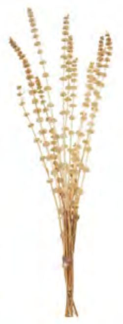 Folhagem Rubi Desidratado C/10 Hastes Alvejado 60cm