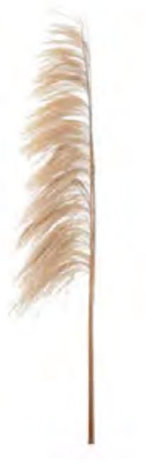 Folhagem Pluma Pendao Canabrava C/3 Hastes Desidratado Natural 150cm