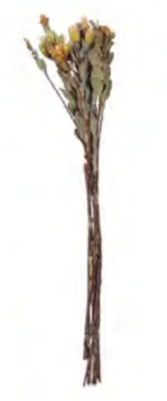 Folhagem Marapoamba Desidratado Natural 56cm