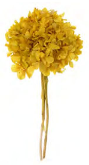 Folhagem Hortensia C/6 Hastes Desidratado Amarelo 25cm