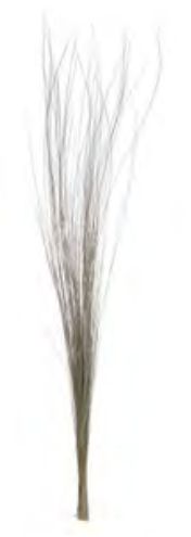 Folhagem Complemento Capim Prata Desidratado Natural 80cm