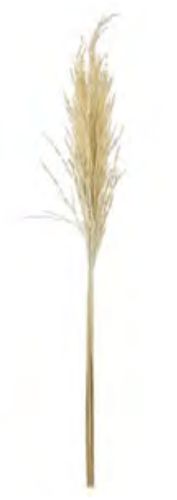 Folhagem Complemento Arrozinho C/12 Desidratado Alvejado 90cm