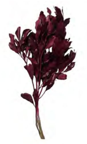 Folhagem Carne De Vaca Desidratado Vermelho Vinho 60cm