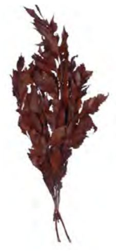 Folhagem Carne De Vaca Desidratado Marrom 60cm