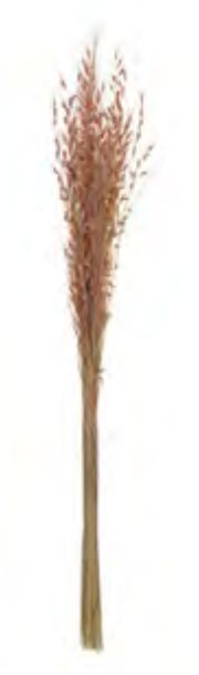 Folhagem Capim Brinco Desidratado Rosinha Claro 80cm