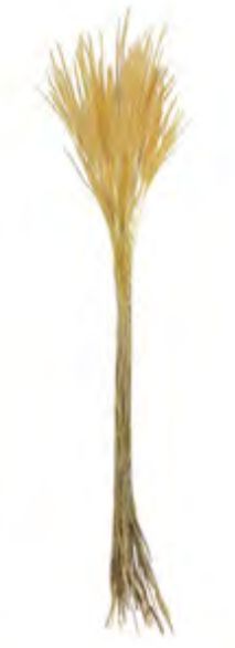 Folhagem Capim Ourinho Desidratado Alvejado 60cm