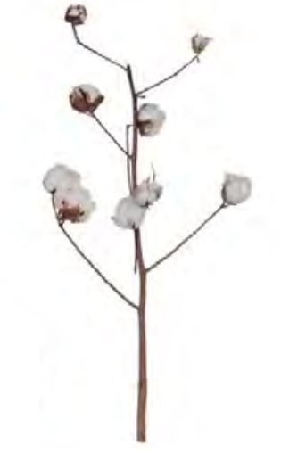 Folhagem Algodão Desidratado C/ 9 Botôes Natural