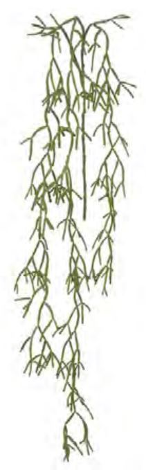 Planta Artificial Pendentes Ripsallis Verde 1,50m