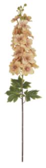Haste Delfinium X23 Cha 86cm