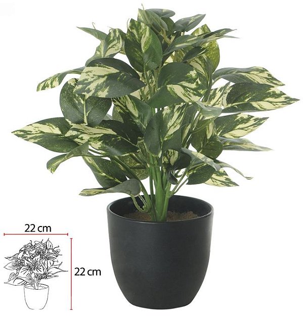 Folhagem Jiboia C/Pote X60 Verde Branco 27cm