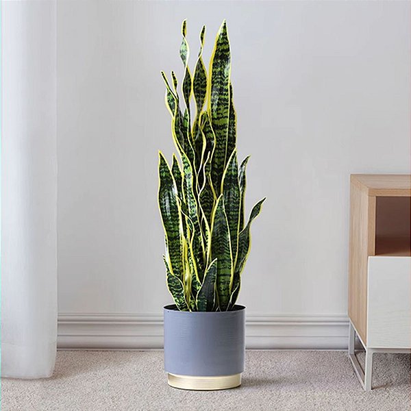 Planta Artificial Espada de São Jorge 45cm - 90cm Para Casa, Escritório, Jardim, Decoração