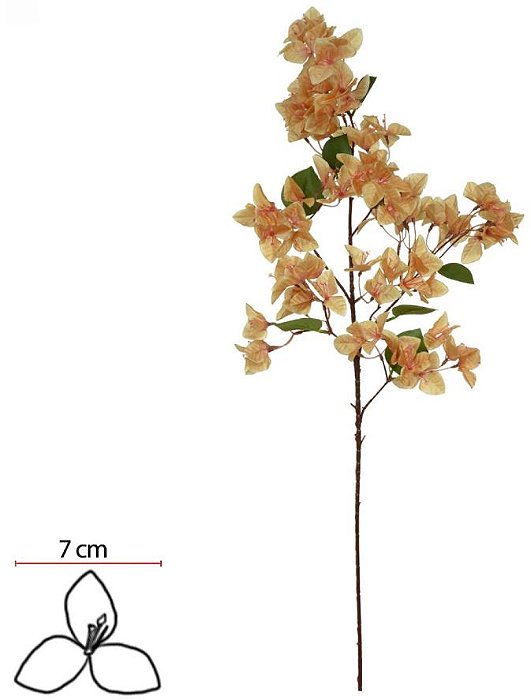 Haste Bougainville X75 Cha 99cm