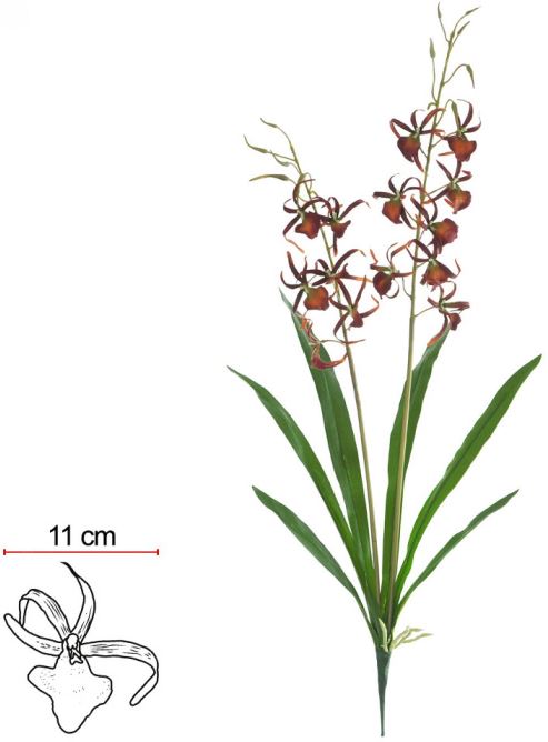 Haste Orquidea Spider C/Coat C/Folha X13 Vermelho 85cm