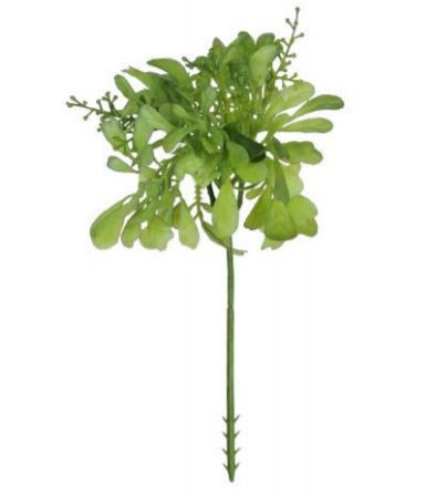 Folhagem Pick Aglaia Suculenta 20 cm