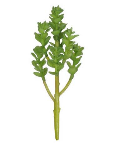 Folhagem Sucuenta 20 cm