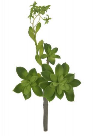 Folhagem Suculenta C/Coat 24 cm