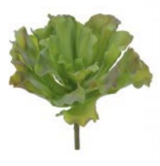 Folhagem Suculenta com Print  PLT. (Verde) 20 cm