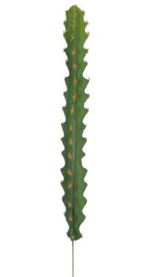 Folhagem Cacto (VERDE) 32x3cm
