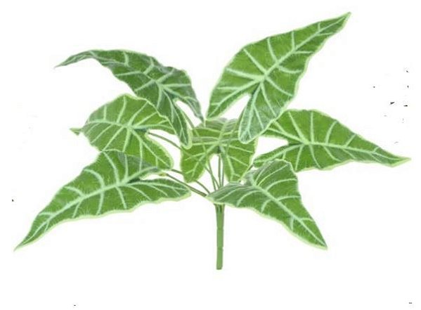 Folhagem Alocasia Forração Real Toque X9 (Verde Creme) 42 cm
