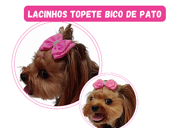 Lacinho  Charlote Bico de Pato Gaby Moda Pet