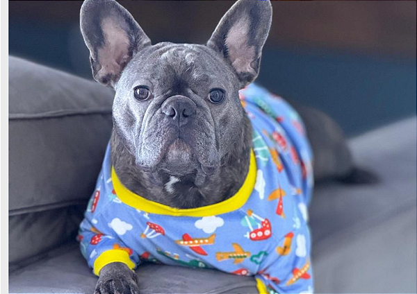 Roupa Suéter para Cachorro Plush Aviãozinho Azul