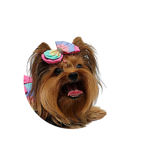 Lacinho Aquarela Bico de Pato Gaby Moda Pet