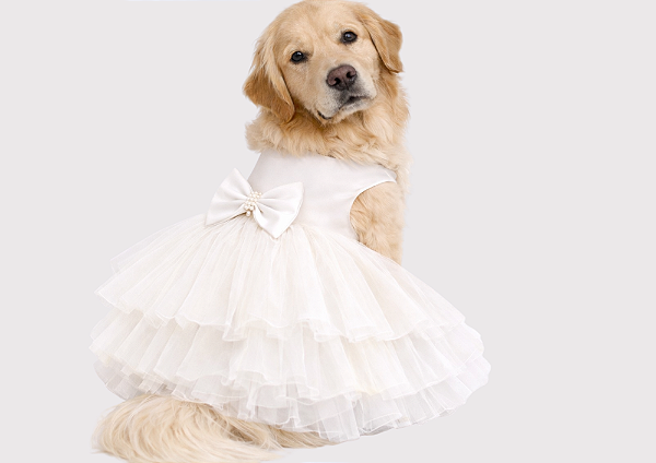 Vestido Pet Personalizada Daminha Noiva Off White Boutique Gaby Moda Pet - Golden Retrivier
