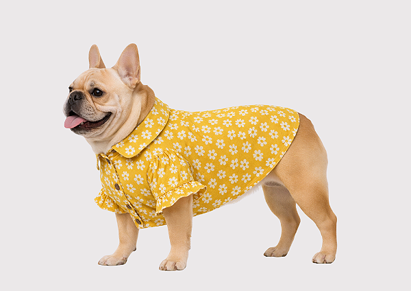 Camisa para Cachorro Bulldogue Floral Amarelo 100% Algodão com Botão de Pressão Gaby Moda Pet