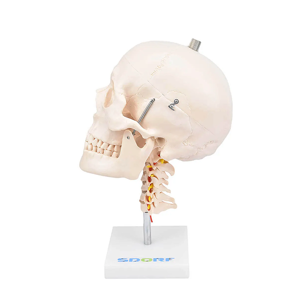 Modelo Anatômico Crânio