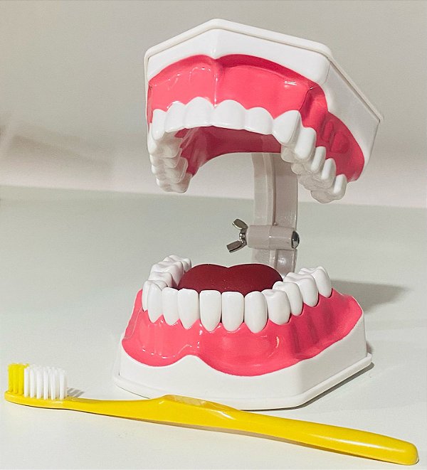 Modelo Anatômico Arcada Dentária c/ Língua e escova