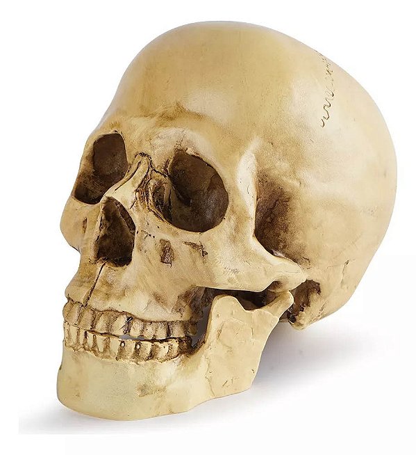 Mini Crânio Decorativo Mandíbula Articulado Halloween - 12cm x 14cm - 1 Unidade